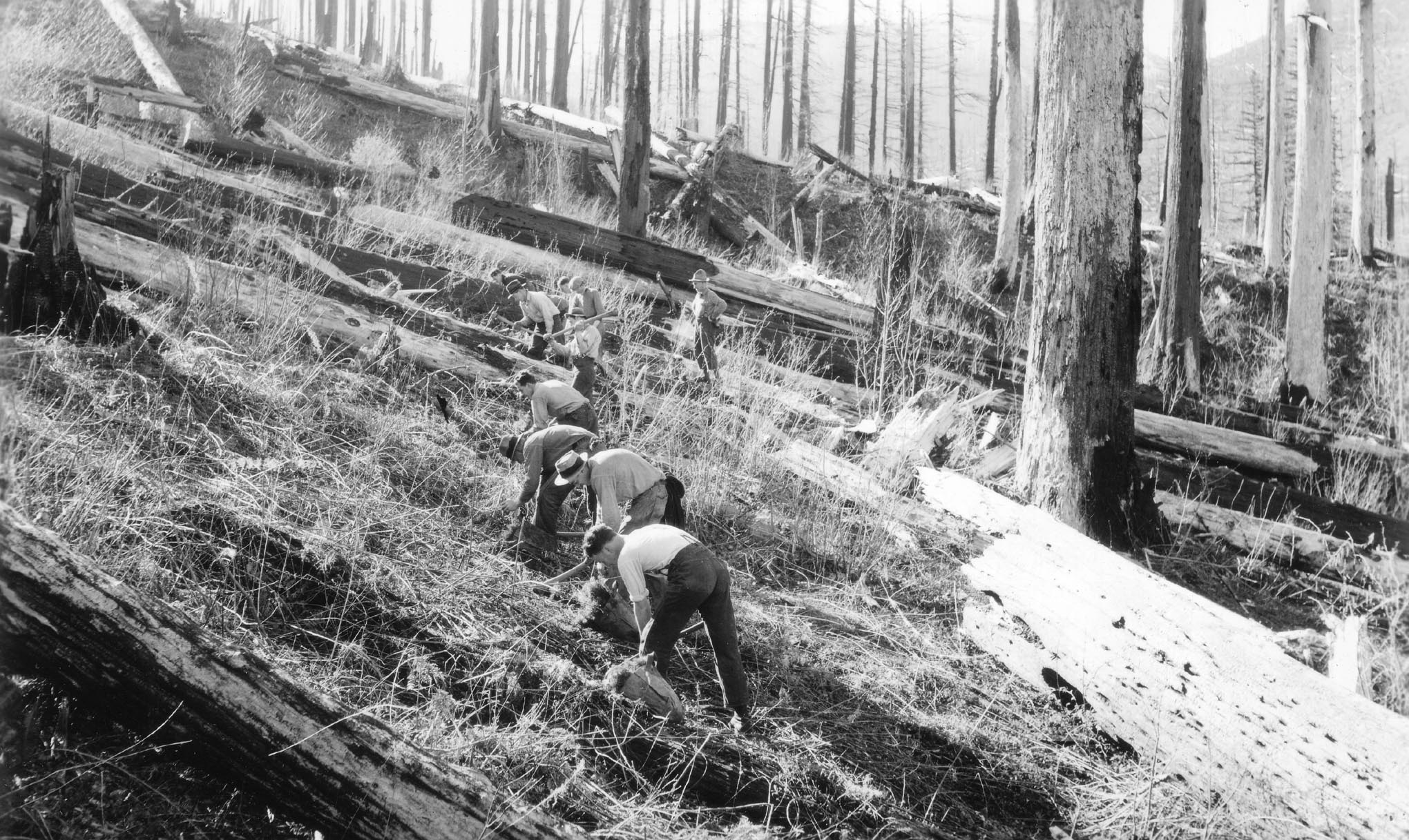 During the Great Depression, the Civilian Conservation Corps sent workers to reforest the Yacolt Burn. This 1936 photo is though to have been shot in an area near Texas Creek in the upper Washougal River drainage.