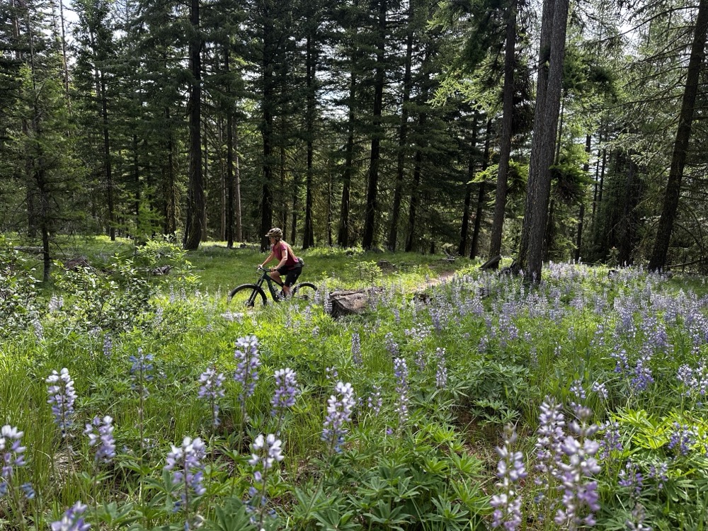 2026-05-21-bear-with-me_loup-loup_7282-001.jpeg