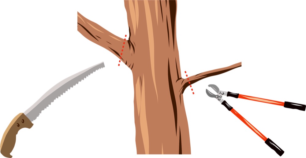 2026-07-20-13_-_pruning-001.jpg