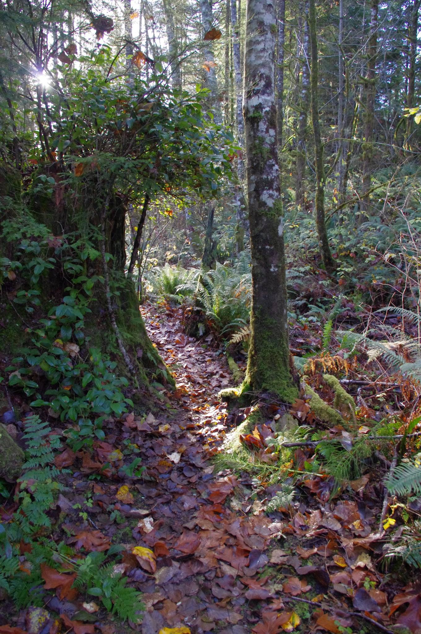 Creek Trail in the Fall