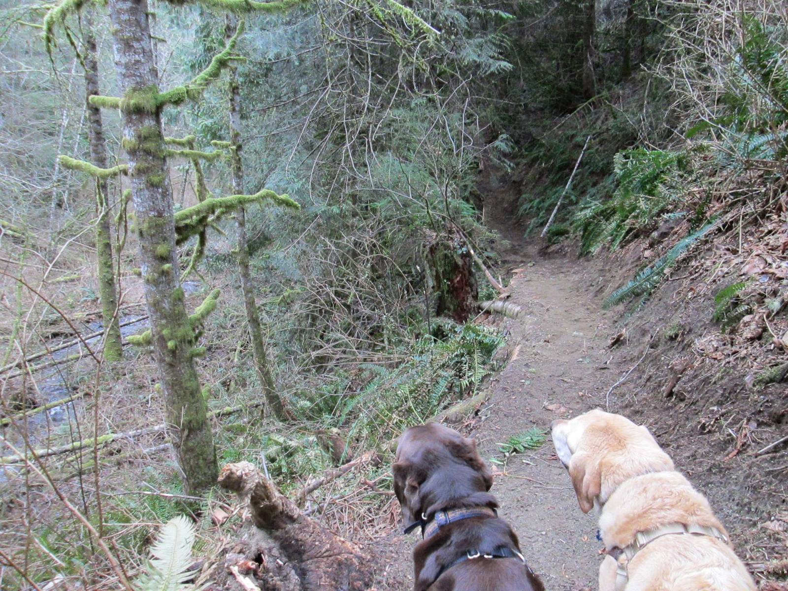 Dogs and Highline