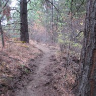 squilchuckstateparktrail.jpg