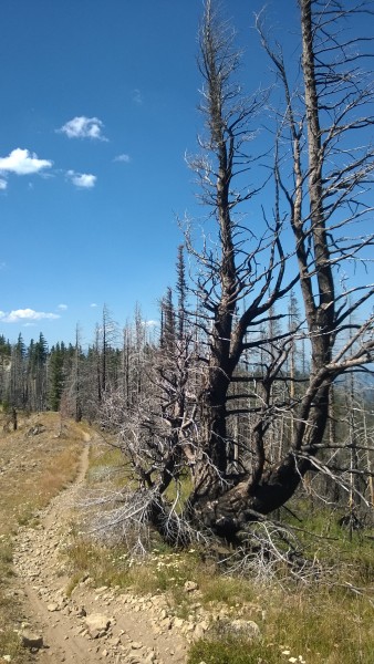 Typical trail and burned trees at top of Tronsen Ridge