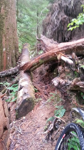 One of many many blowdown messes on the trail. Some much more branchy than this one.