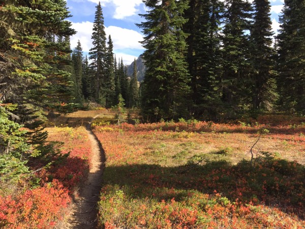 Fall colors  in the upper meadows