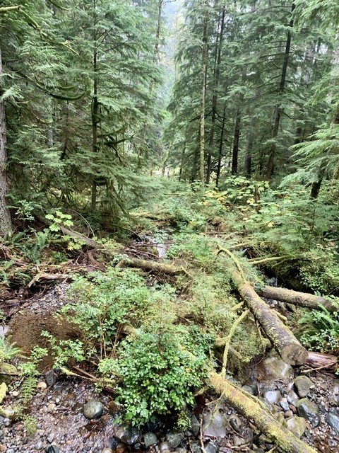 Creek from Bridge on NW Timber