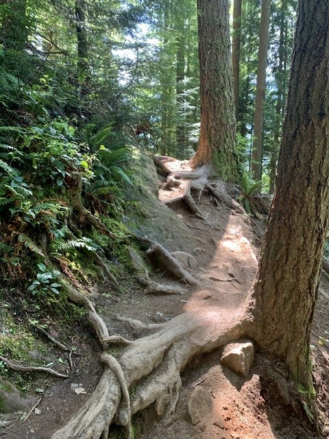 NW Timber Root Roll