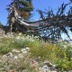 Alpine Wildflowers