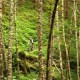 Wynoochee Trail - In the 2nd growth rainforest