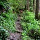 Wynoochee Trail