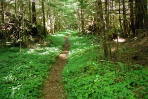 Wynoochee Trail