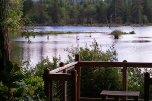 Beaver Pond.jpg